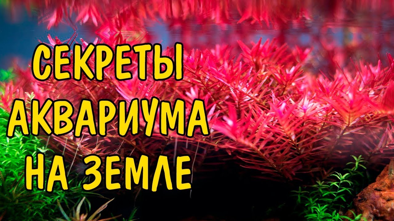 СЕКРЕТЫ АКВАРИУМА НА ЗЕМЛЕ. ЗЕМЛЯ В АКВАРИУМЕ