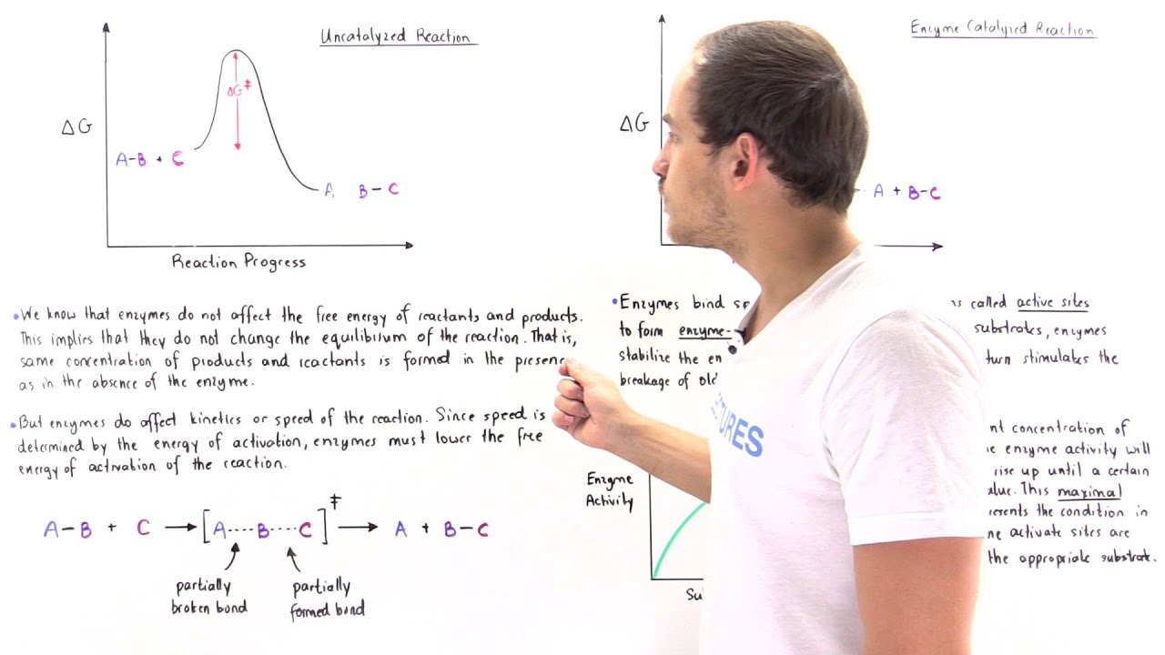 Enzymes Stabilize Transition State
