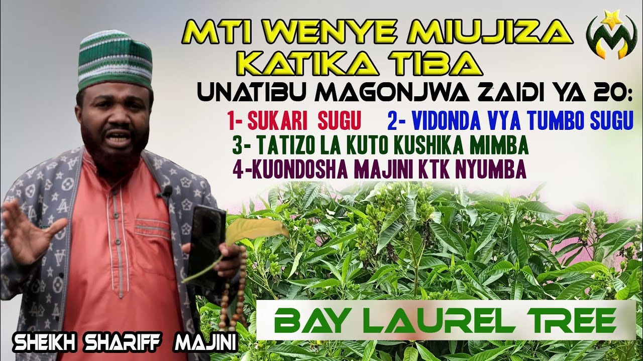 BAY LAUREL | MTI WA MAJABU MAKUBWA WENYE KUTIBU ZAIDI YA MAGONJWA 20 | SUKARI, VIDONDA SUGU | MAJINI