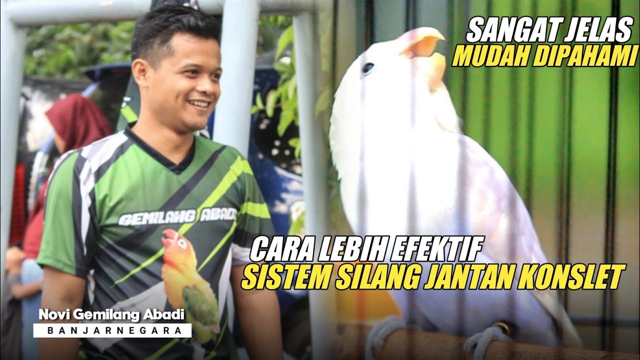 NOVI BANJARNEGARA BLAK-BLAKAN CARA EFEKTIF PENGGACORAN LOVEBIRD JANTAN SAMPAI KONSLET