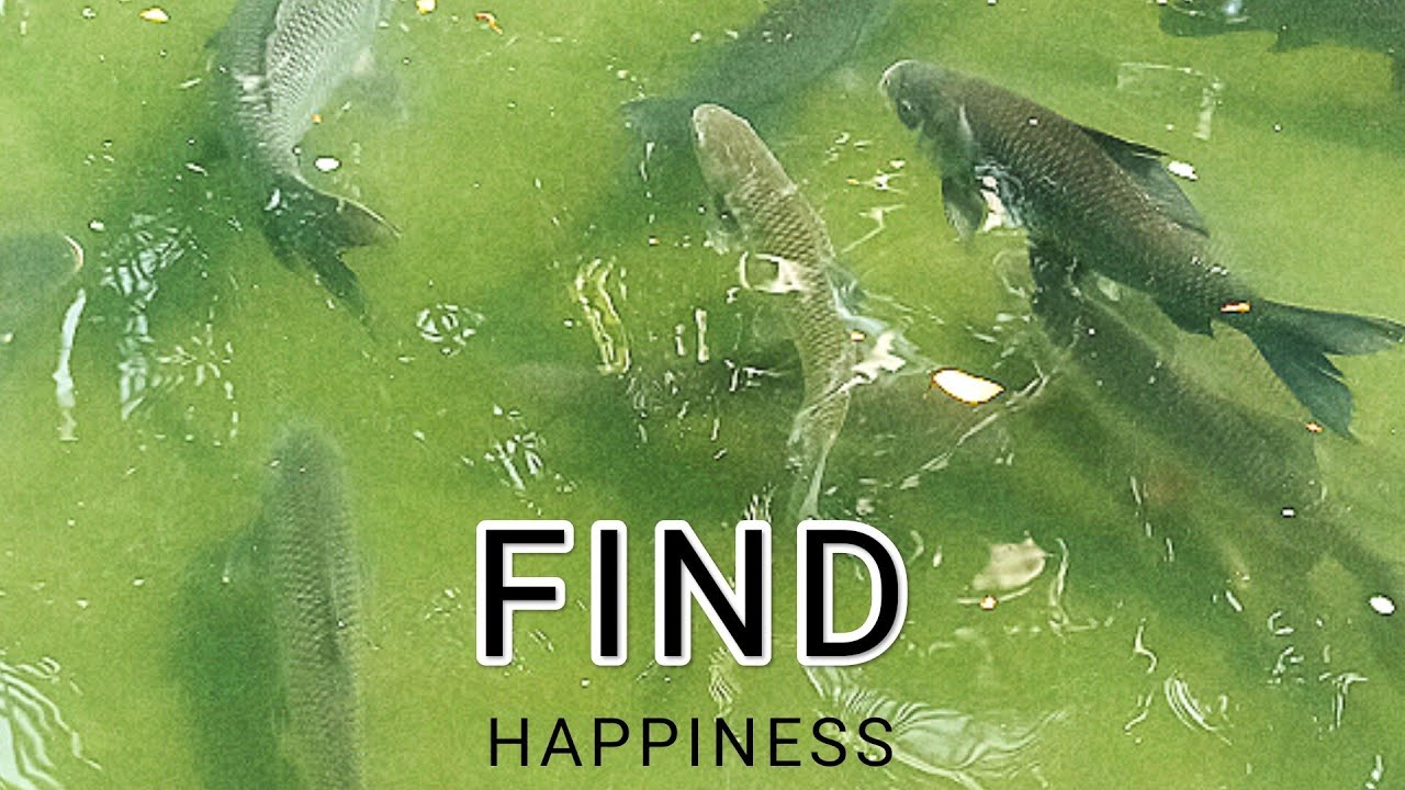 মাছের ডিম থেকে কিভাবে বাচ্চা তৈরি হয় How fish hatch from eggs