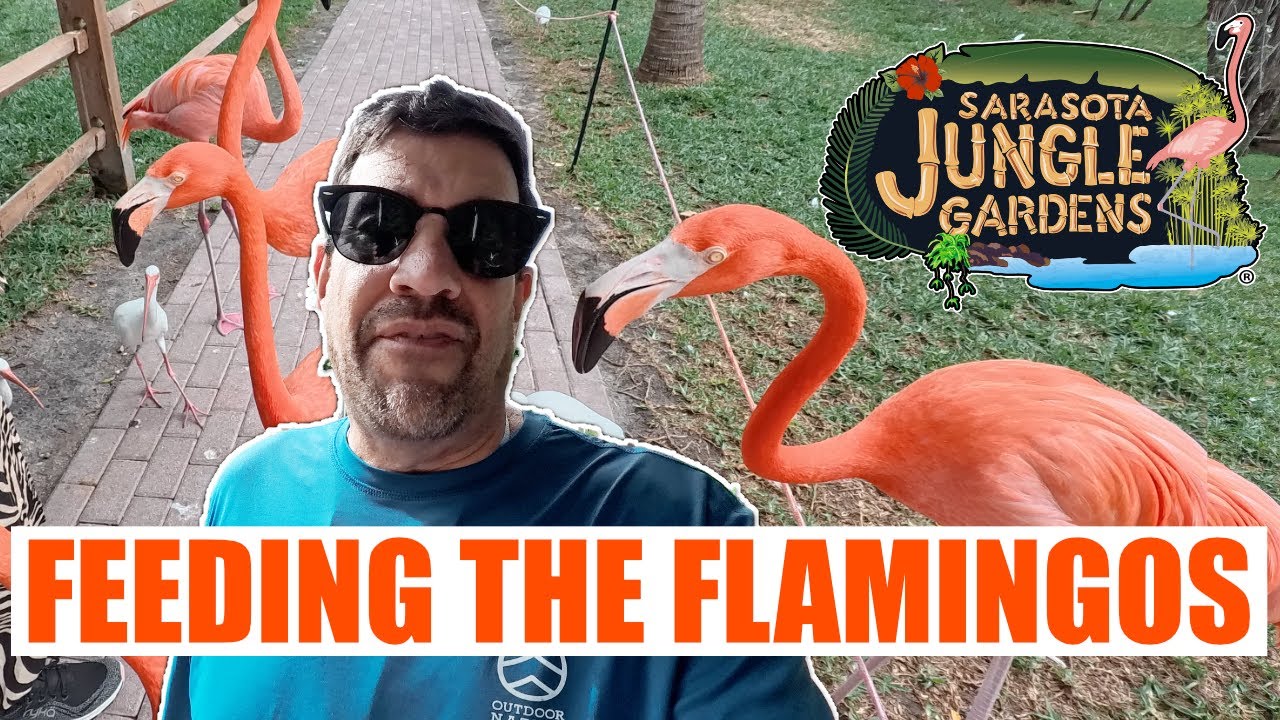 Flamingos Eat From Your Hand at This Florida Attraction