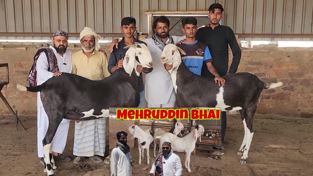 Biggest Goats Prepared From Size Zero To Hero | Mark Goat Farm Pipad Jodhpur | Mehruddin Bhai Goats.