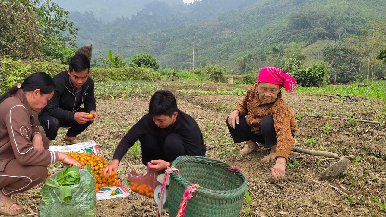 The old woman went to weed the cornfields, while Thanh went to pick tangerines to sell and mill rice