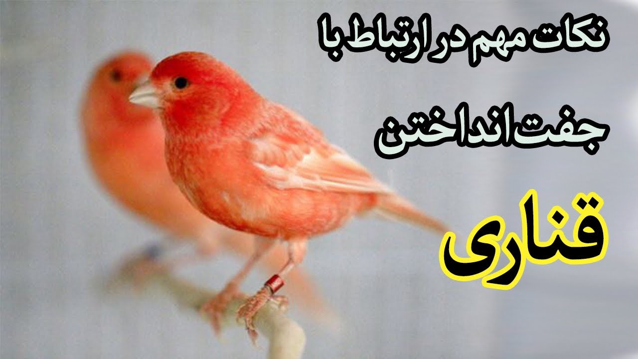 نکات مهم در ارتباط با جفت انداختن قناری