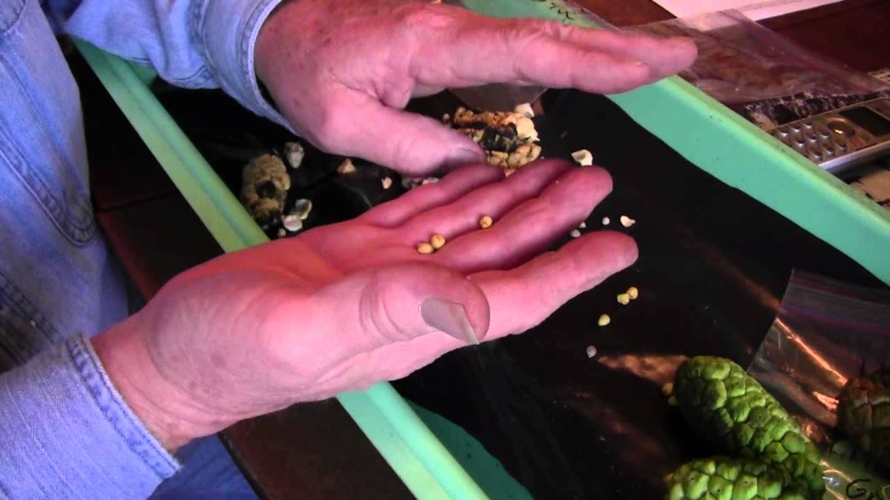CALLA LILY SEED REMOVAL - WHAT TO DO NEXT