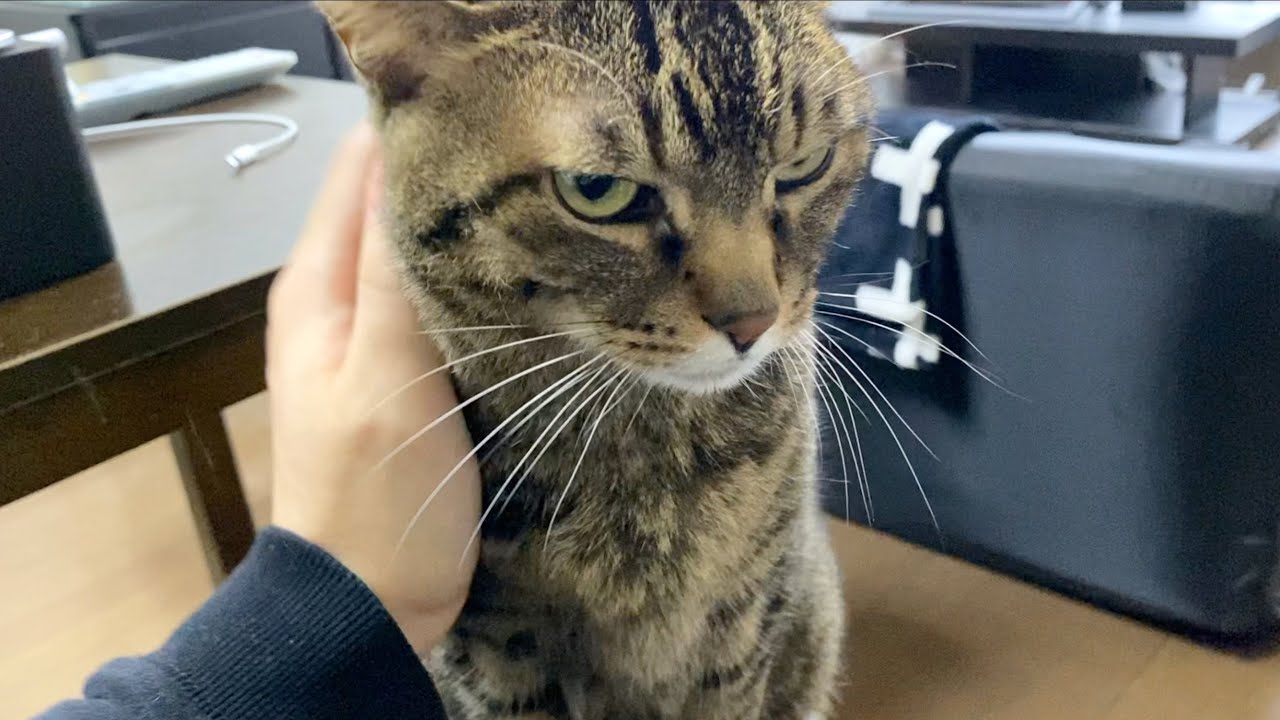 てんちゃんが急に僕に甘えてきました...！？