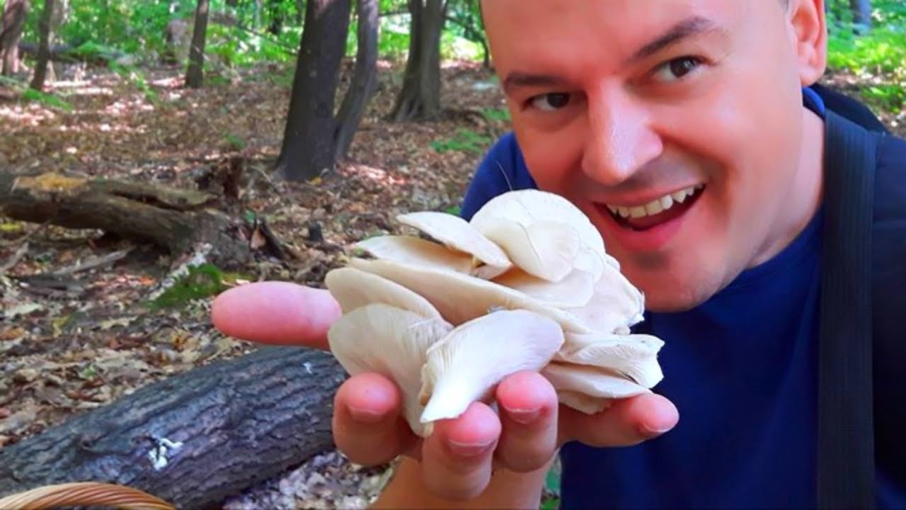 Gljiva Bukovača - Drugi Dio  Godina - Pleurotus Pulmonarius