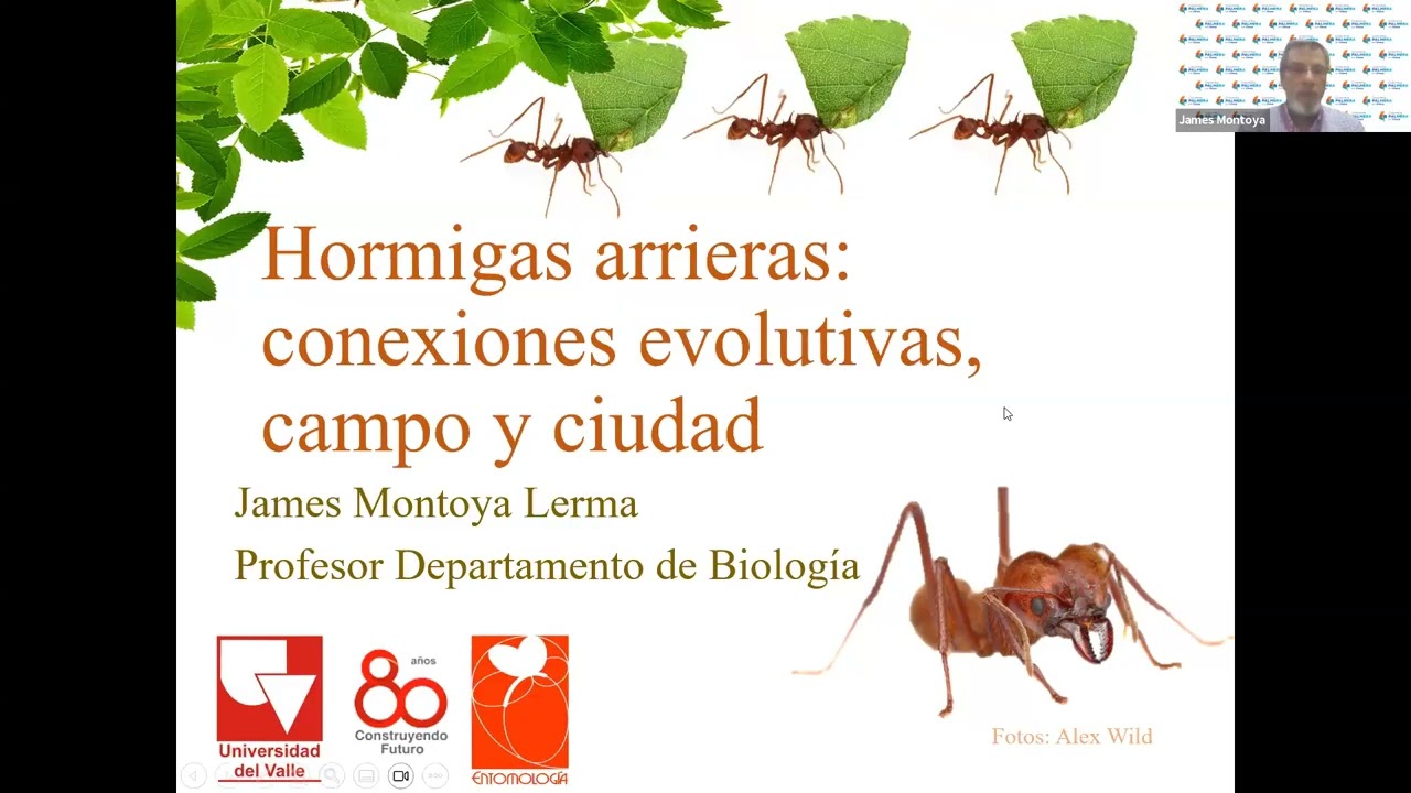 COLOMBIA PALMERA EN L&Iacute;NEA AVANCES EN EL MANEJO DE HORMIGA ARRIERA