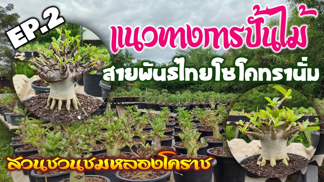แนวทางการปั้น ชวนชมสายพันธุ์ไทยโซโคทรานั่ม Ep.2