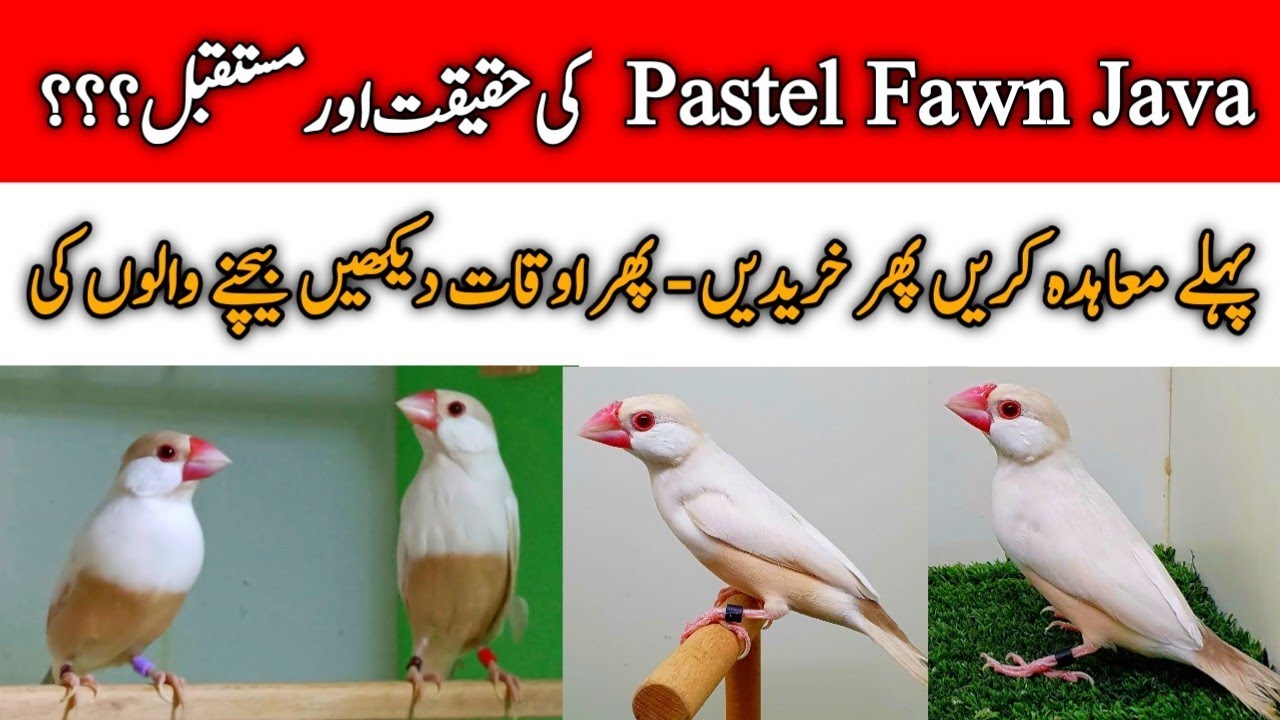 Pastel Fawn Java Ki Haqiqat Aur Future | Mini Zoo Birds 