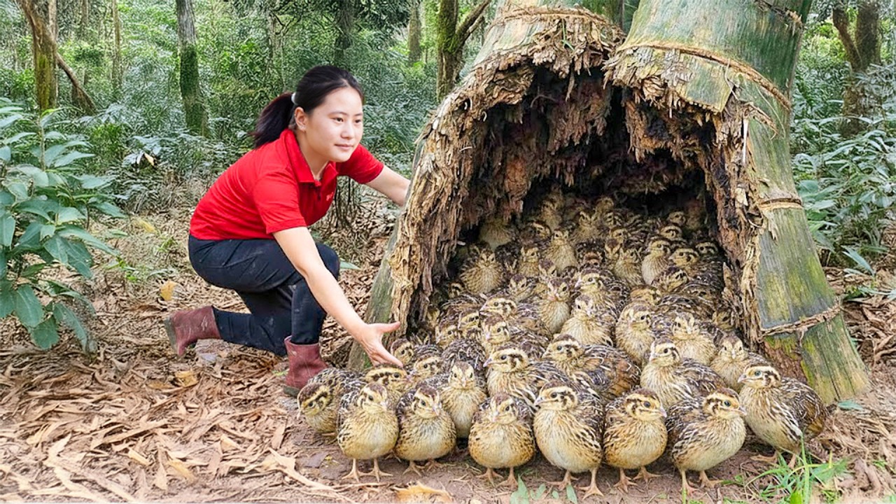 Harvesting Many Wild Forest Birds & Goes to Market Sell – Forest Bird Farm Life | Lý Thị Teslla
