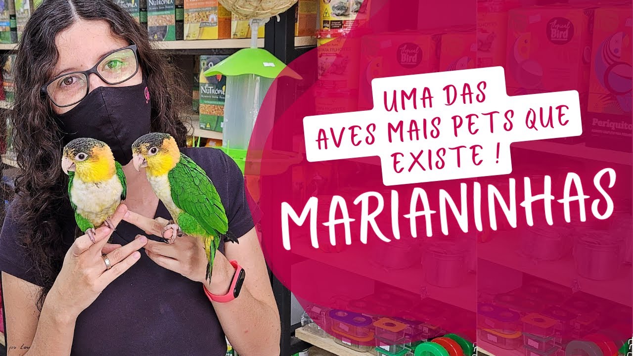 MARIANINHA, UM EXCELENTE PET ! AVE SUPER MANSA E DIVERTIDA - UDP
