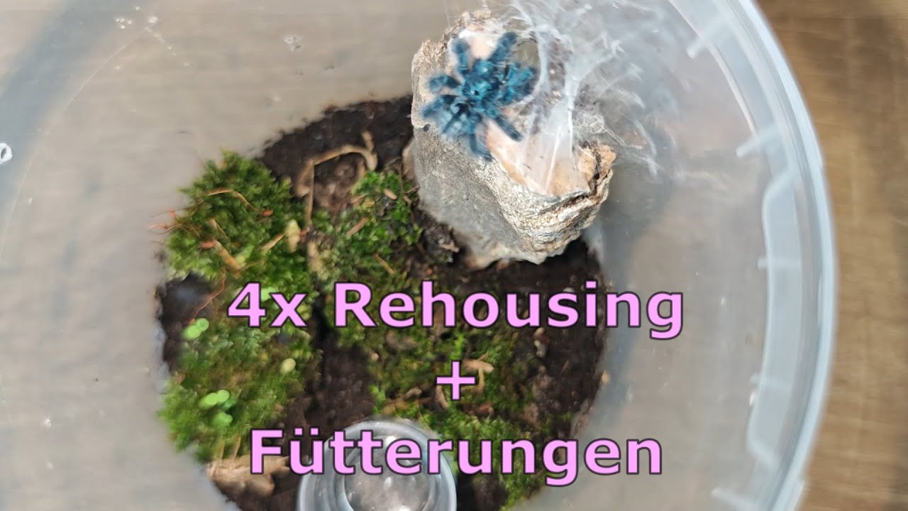 Rehousing L. klugi, C. aueri, T. epicureanus, C. olivaceum + Fütterungen