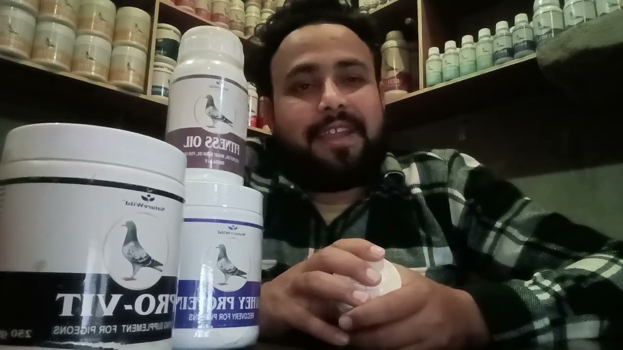 Kabutar ki takat ke liye kya den 9797786628