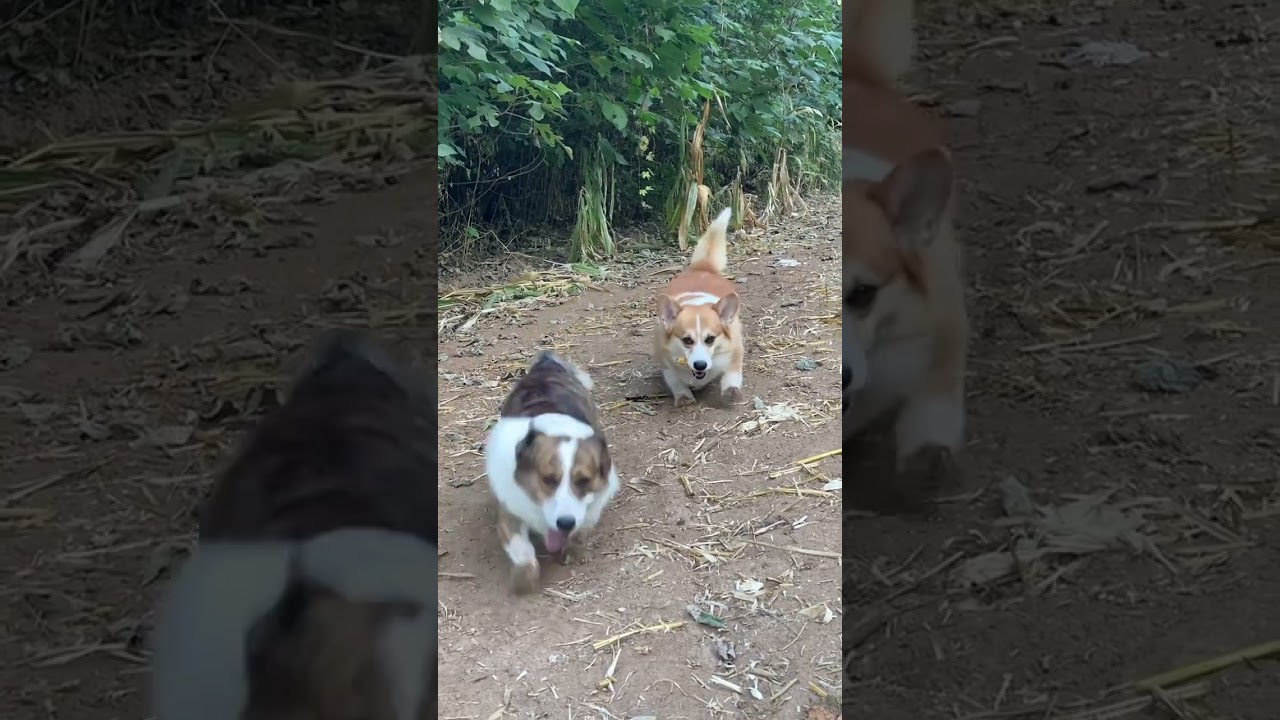Cute Pets-Corgi's daily routine#cute #dog
