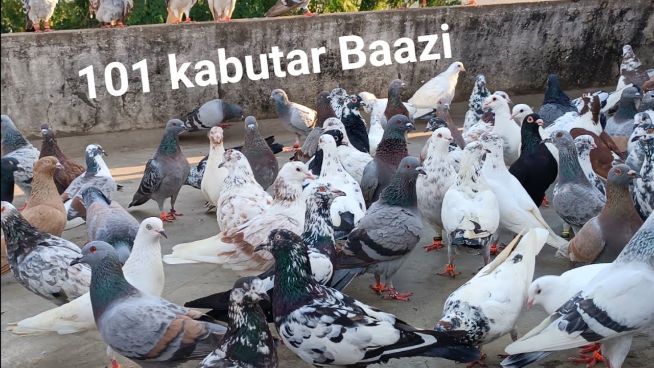 Varun don ke baazi ka 4 Day 101 kabutar hyderabadi fighter birds