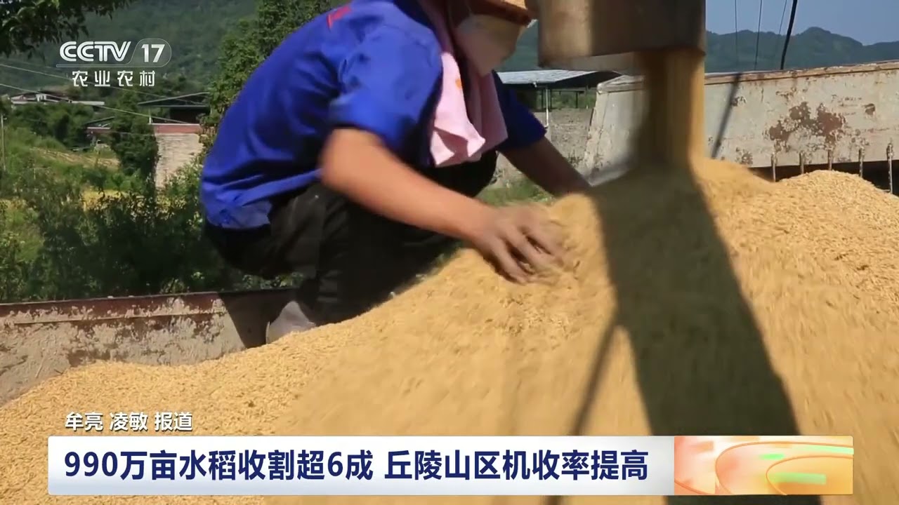 [三农长短说]秋粮关键期 田间农人忙 重庆 990万亩水稻收割超6成 丘陵山区机收率提高|农业致富经 Agriculture And Farming