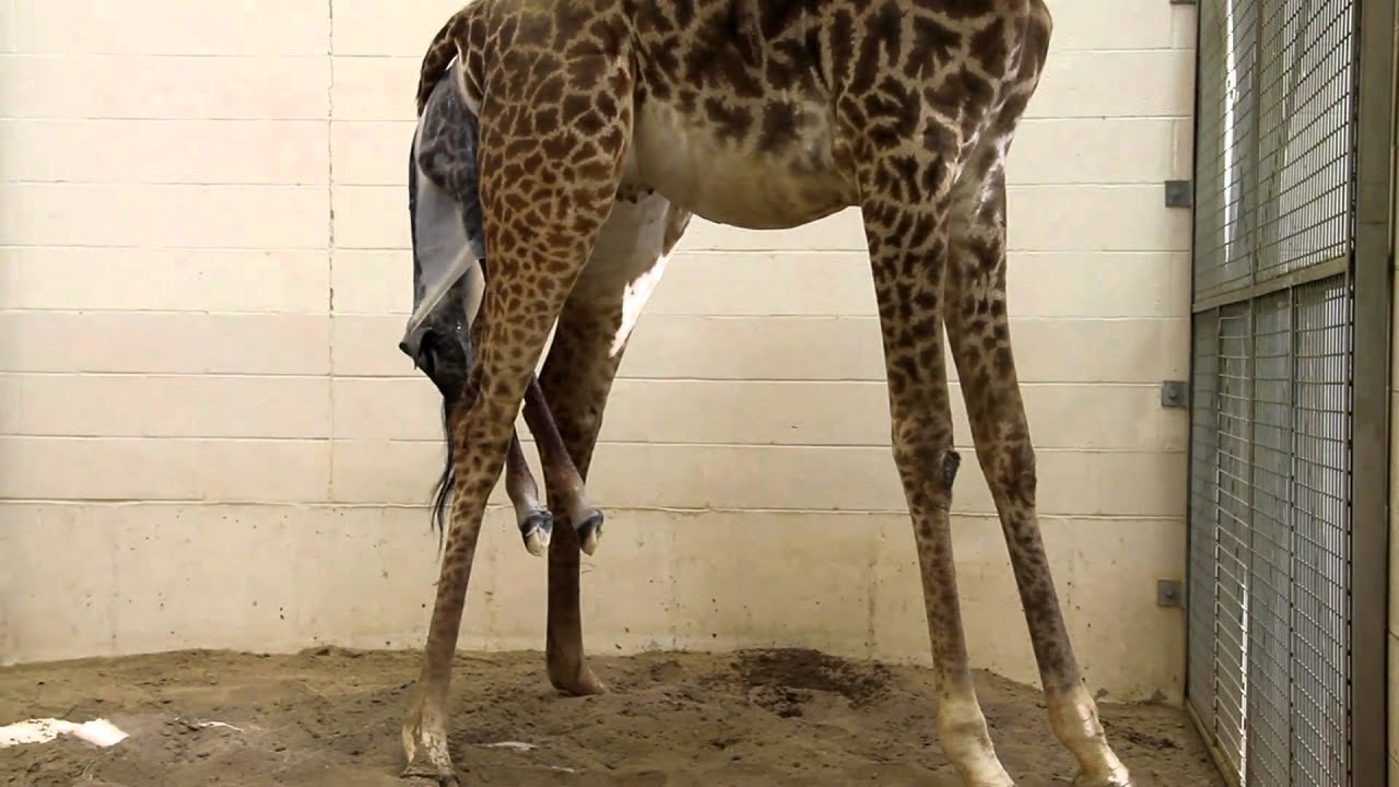 Amazing Giraffe Birth-Cincinnati Zoo