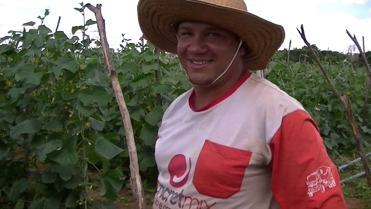 agricultura, colheta de pepino com joão paulo varzelandia-mg