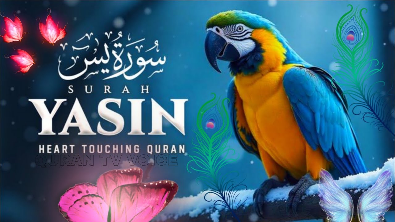 সুরা ইয়াসিন ~অন্তর শীতল করা কন্ঠে | রমজান এর বেস্ট কোরআন তেলাওয়াত | surah yaseen | surah mulk 