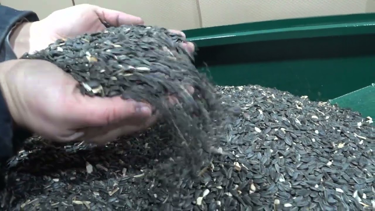 ✅ Очистка Насіння Соняшника 🌻 на сепараторі ІСМ-5 (ИСМ-5) ✇ Частина 2