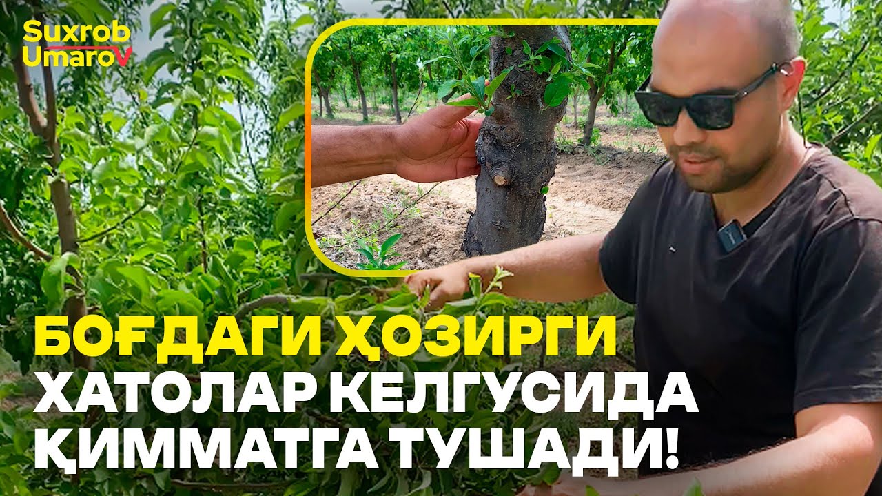 Олма боғдаги МУАММОЛАРГА ечим бердик!