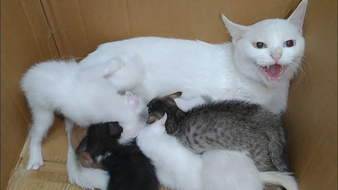 Aggressive Mother Cat Attacking Her Kittens | Orphan Kitten Fights Back For Milk