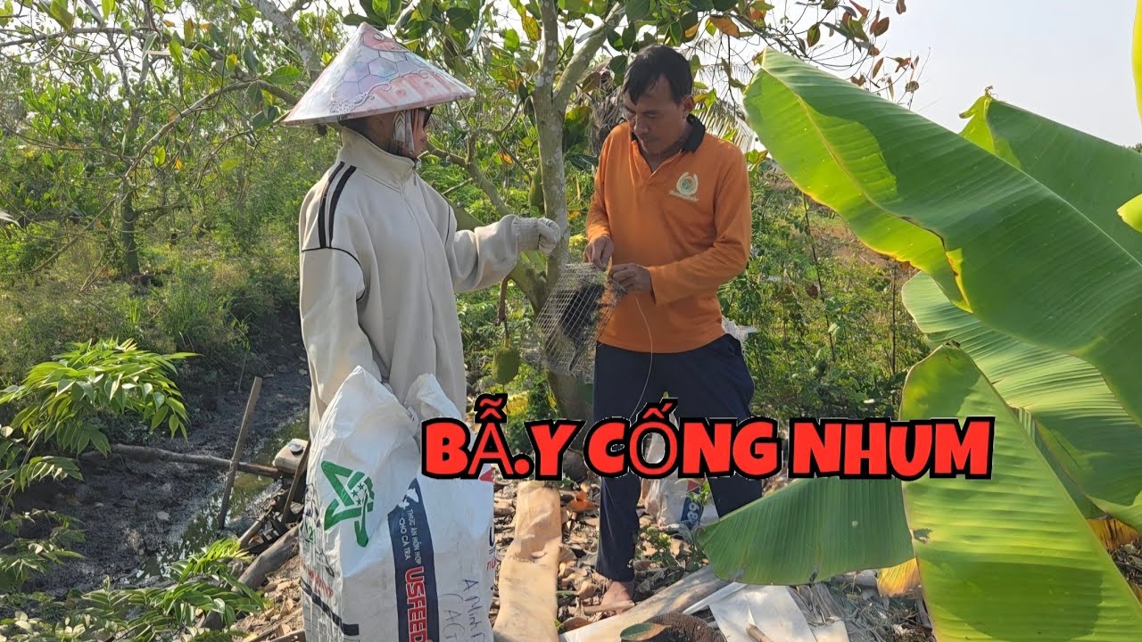 M&oacute;n Ngon Miền T&acirc;y M&ugrave;a L&uacute;a Cắt | Cống Nhum Nấu Cơm Mẻ | Tập 259 ONMT