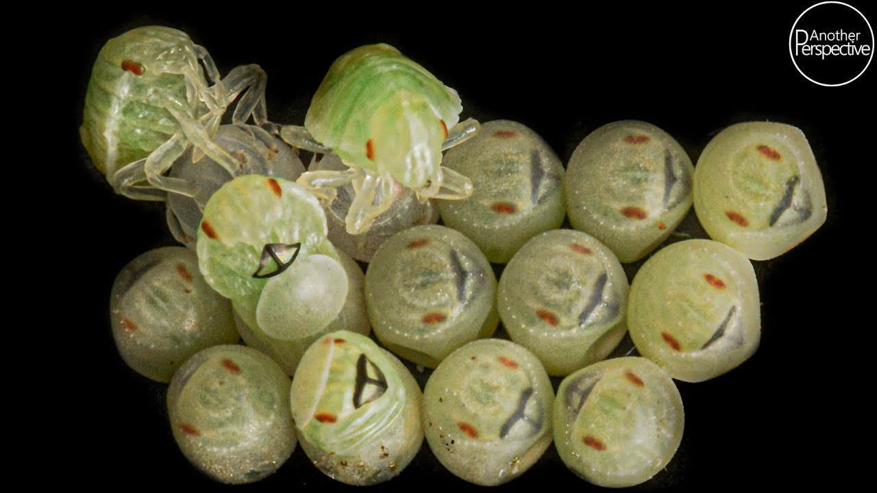Hatching Stink Bugs in Extreme Macro