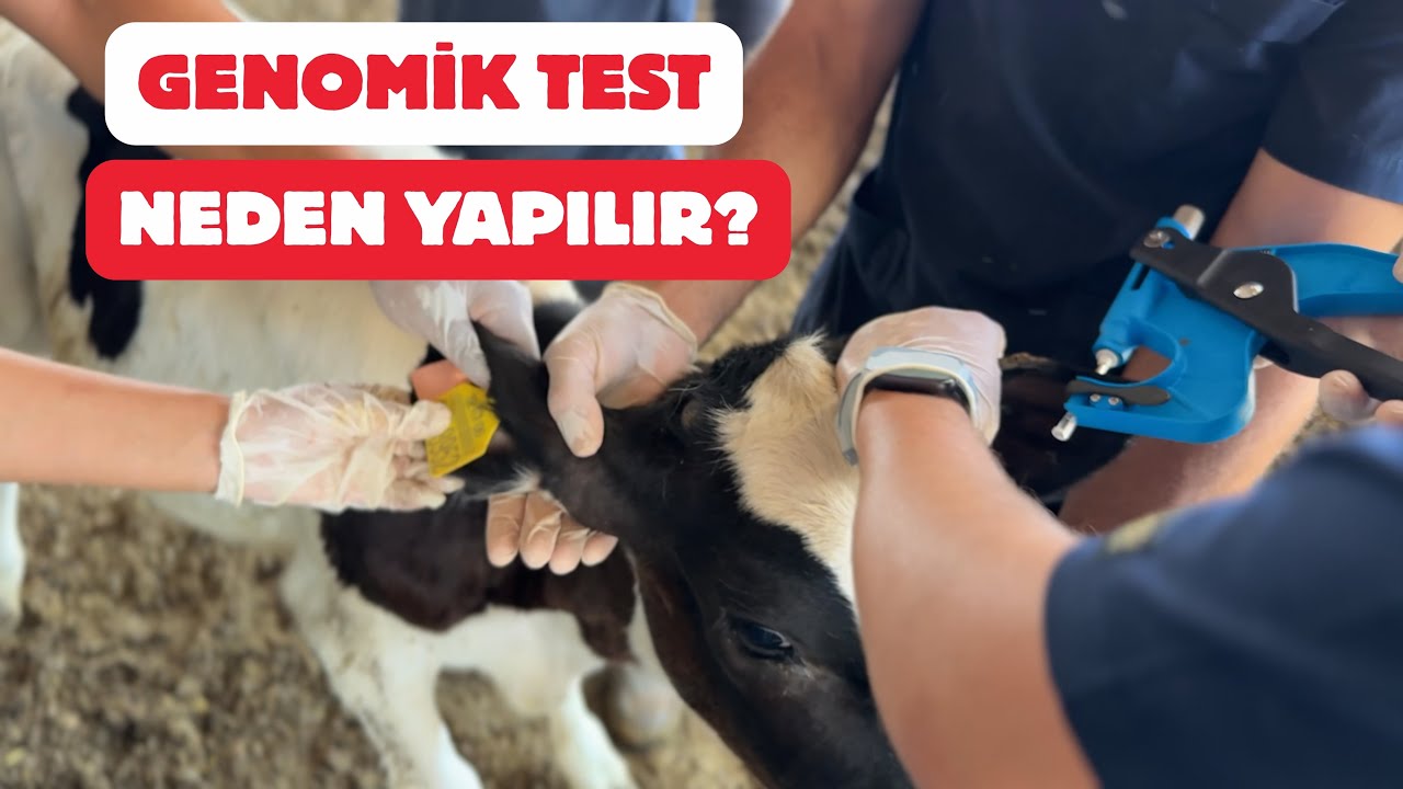 Genomik Test Neden Ve Nasıl Yapılır?