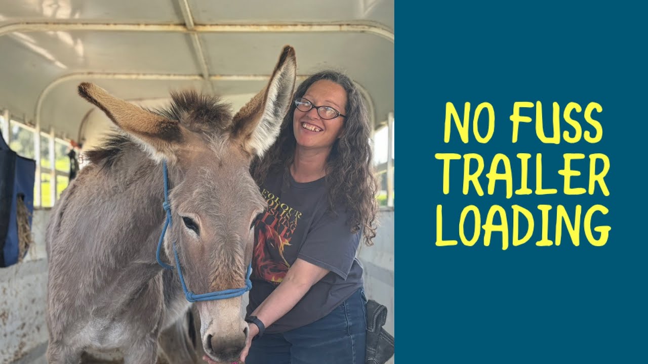Donkey Trailer Training Simplified - This Works!