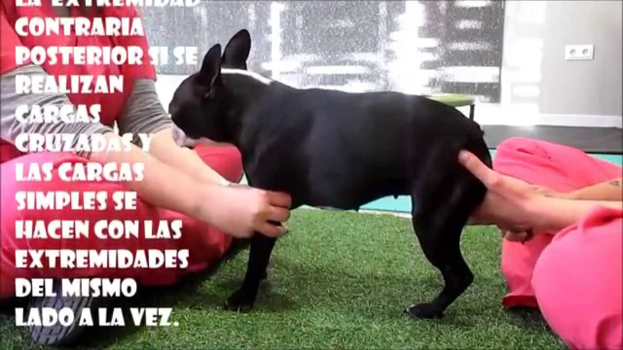 Rehabilitación Canina. Fisioterapia veterinaria. Ejercicios de cargas en perros
