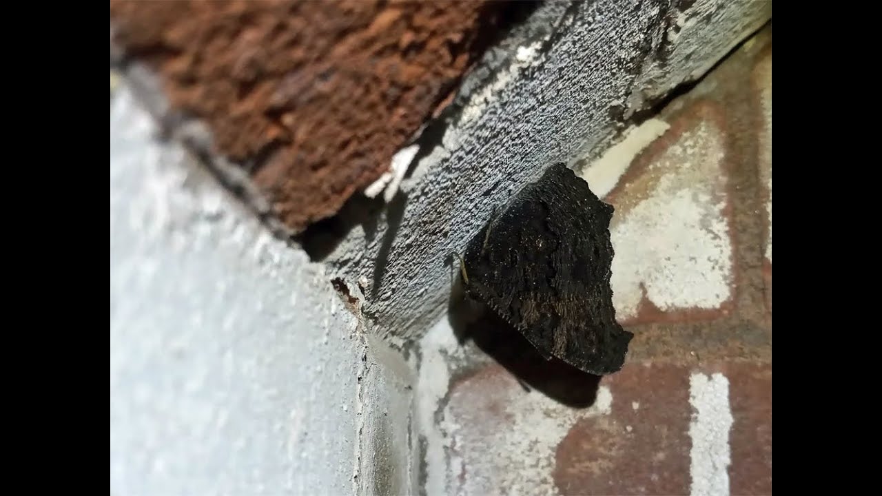 Heralds and Peacocks - the lepidoptera of Boughton Tunnel
