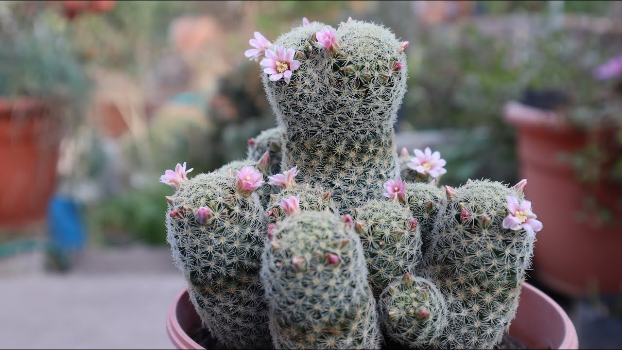 Mammillaria giselae - características y cuidados -  Mammillaria schiedeana subs. giselae - cactus