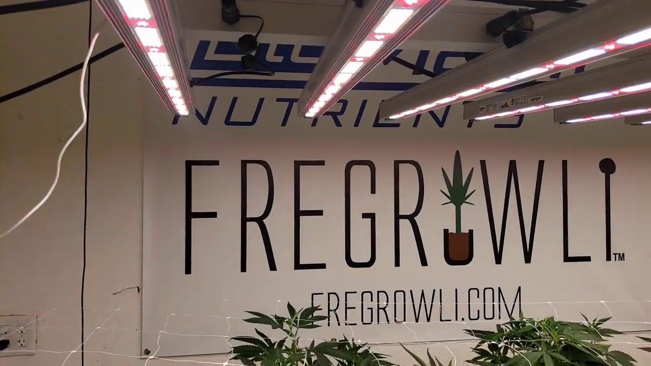 LED+BluMagic Nutrients Episode 1
