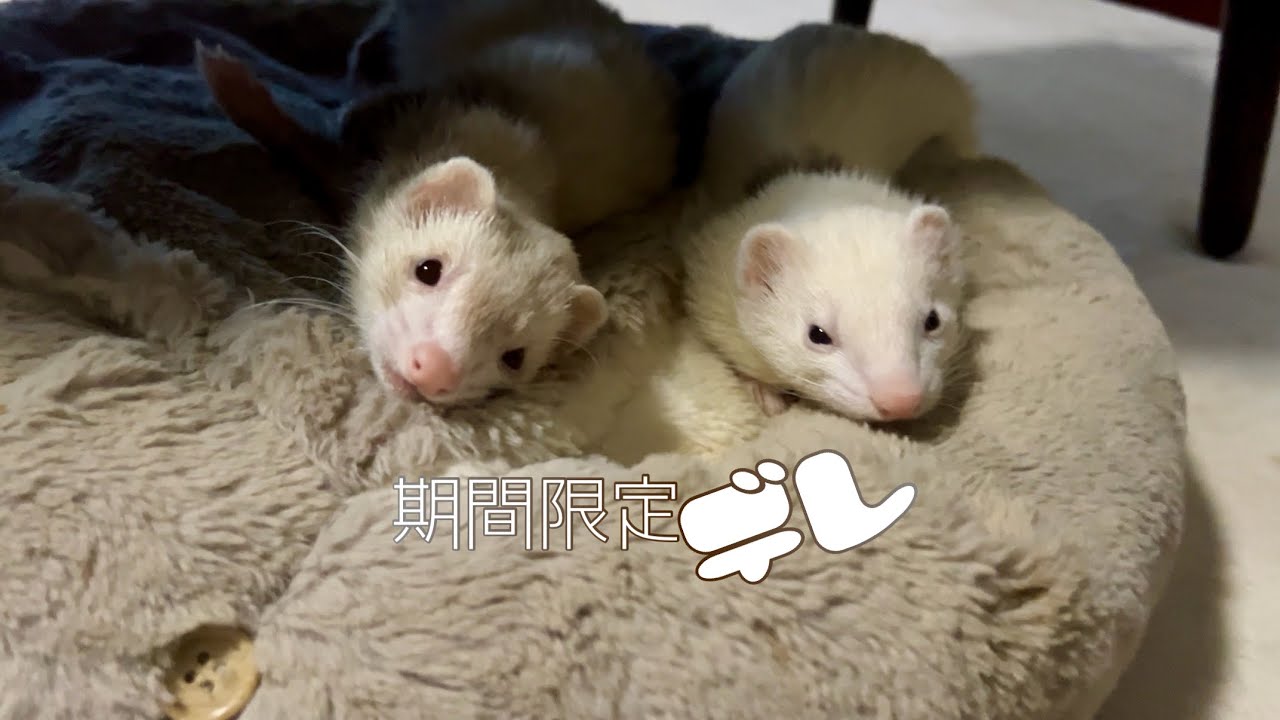 【耐久動画】この動画、一生画角変わりません【フェレット】