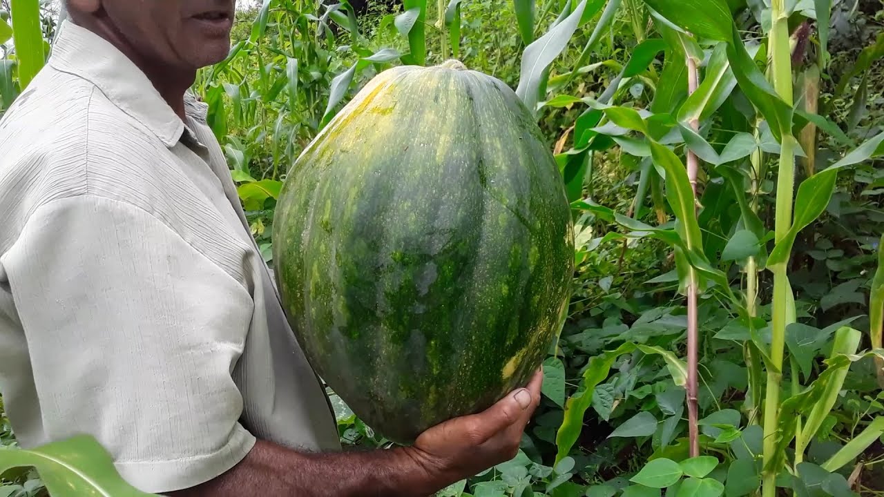 MOSTRANDO A ROÇA DE FEIJÃO E COLHENDO ABOBORA