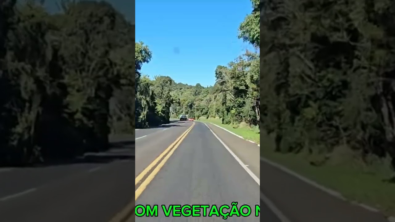 MATA PRESERVADA, BR277, PR, #SHORTS #VIAGEM, EP.234/2024
