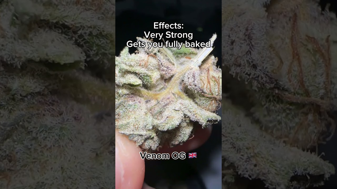 Venom OG 🇬🇧 Review