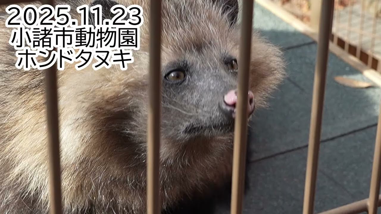 [ホンドタヌキ]深秋のぽん[小諸市動物園-2025.11.23]