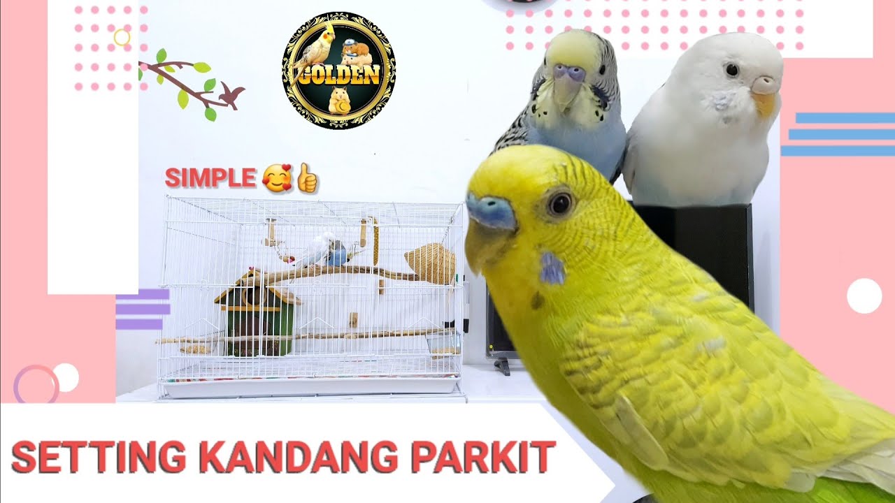 Setting kandang sederhana untuk burung parkit || how to set up your budgie cage 🐦