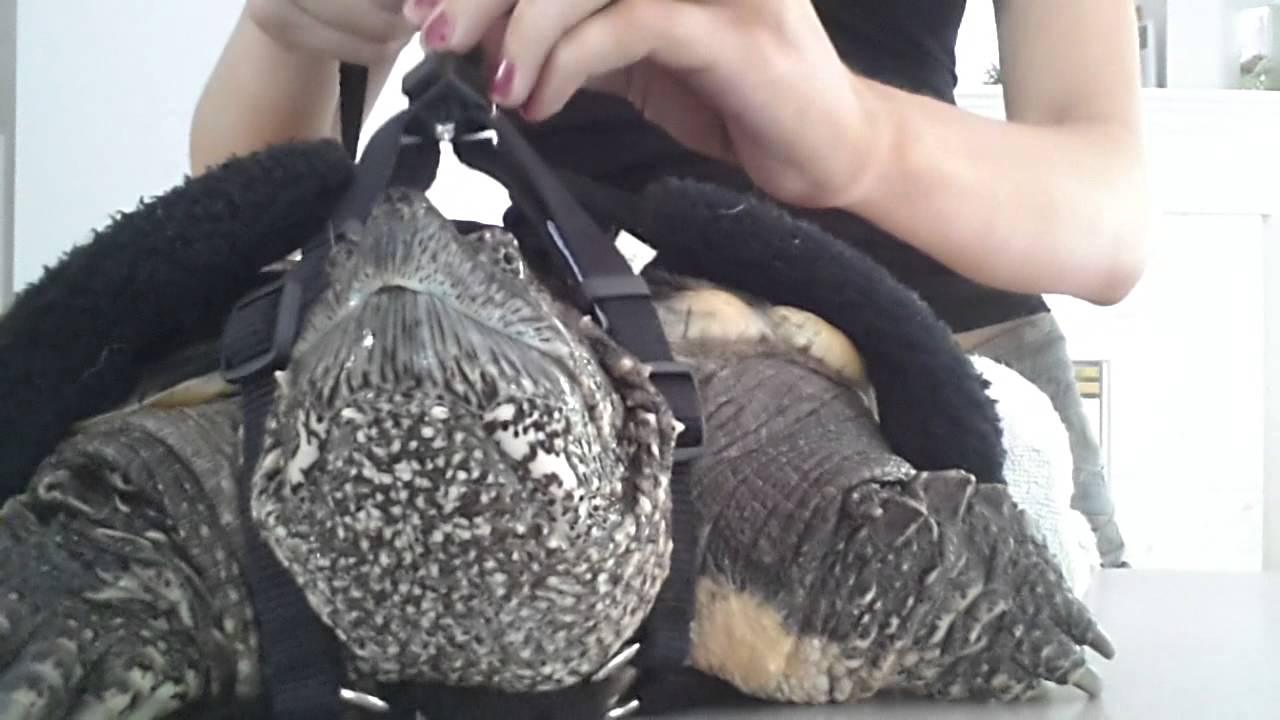 How to harness a turtle (snapping turtle)