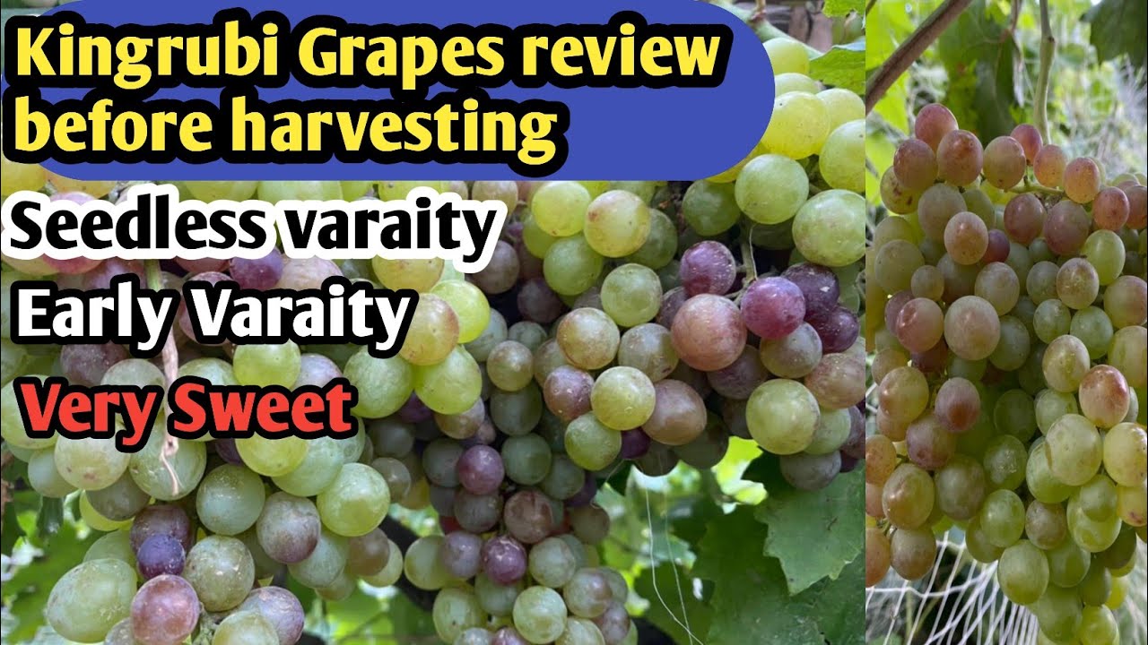 King rubi grapes review before harvesting|| hindi/urdu