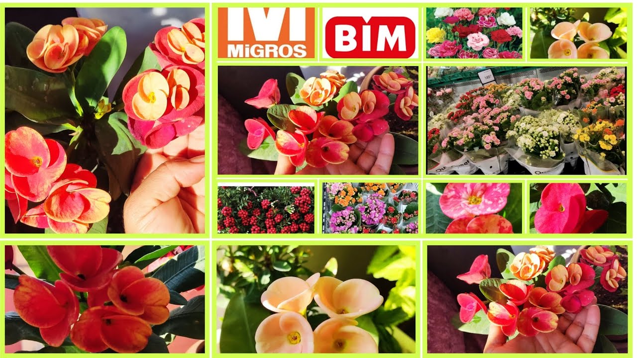 📣BİM MİGROS BU HAFTA EVDE DİKENLER TAÇLARIM KORUMAYA ALINAN CEYLAN GÖZÜ SARDUNYA KALONŞO SON HALLERİ