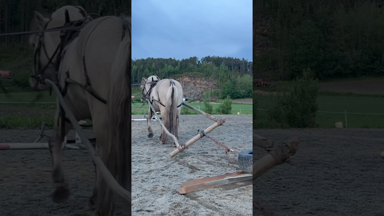 Horse pulling, will this work out?  #equestrianjourney #horses #fjordhorse