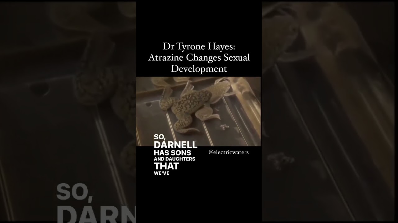 What atrazine does to the body (human engineering)