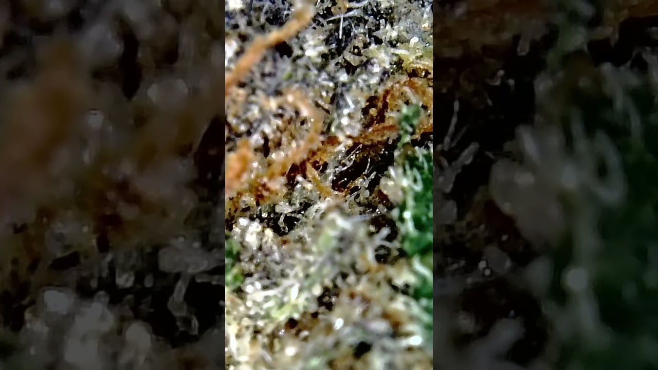 🔬🌳Aurora Pedanios 27/1 FRG aka Farm Gas | 420-MedicineMan | Med.Cannabis 