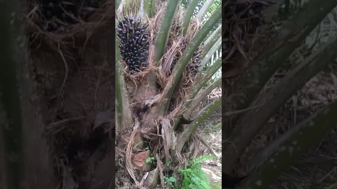 Jarak tanam  dilahan sempit lumayan buahnya juga