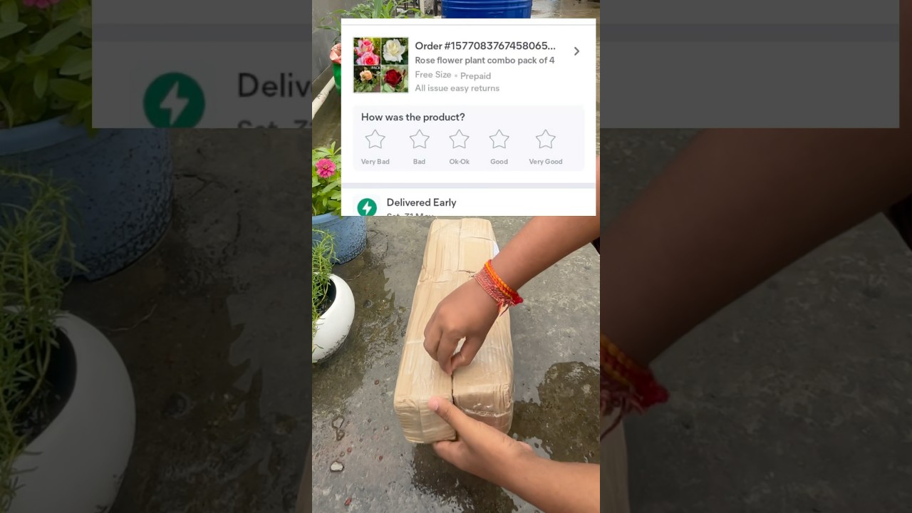 Meesho se mangaye 4 variety ke Gulab plants 🌹 | Plant condition dekh ke khushi ho gayi!